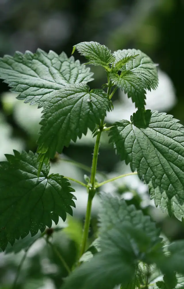 Feuilles d'ortie dans la lumière, plante utilisée pour les préparations à base de plantes du domaine