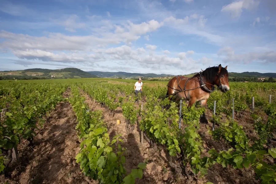 Pauline Bonnefoy et son cheval de trait Jumper travaillent le sol entre les rangs de vigne, sous un grand ciel bleu