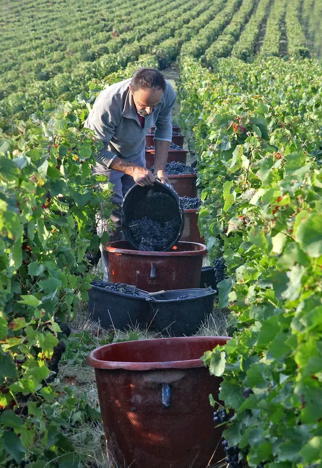 Un vigneron verse un seau de raisins noirs dans un grand bac rouge, entre deux rangs de vigne, pendant les vendanges manuelles