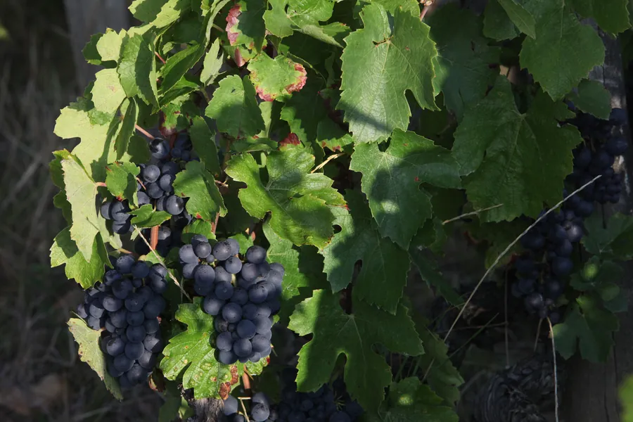 Une grappe de raisins noirs dans le feuillage de la vigne, sur le vignoble du domaine